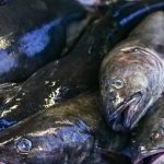 discover efficient and sustainable seafood sourcing solutions to ensure quality, traceability, and environmental responsibility in your seafood supply chain.