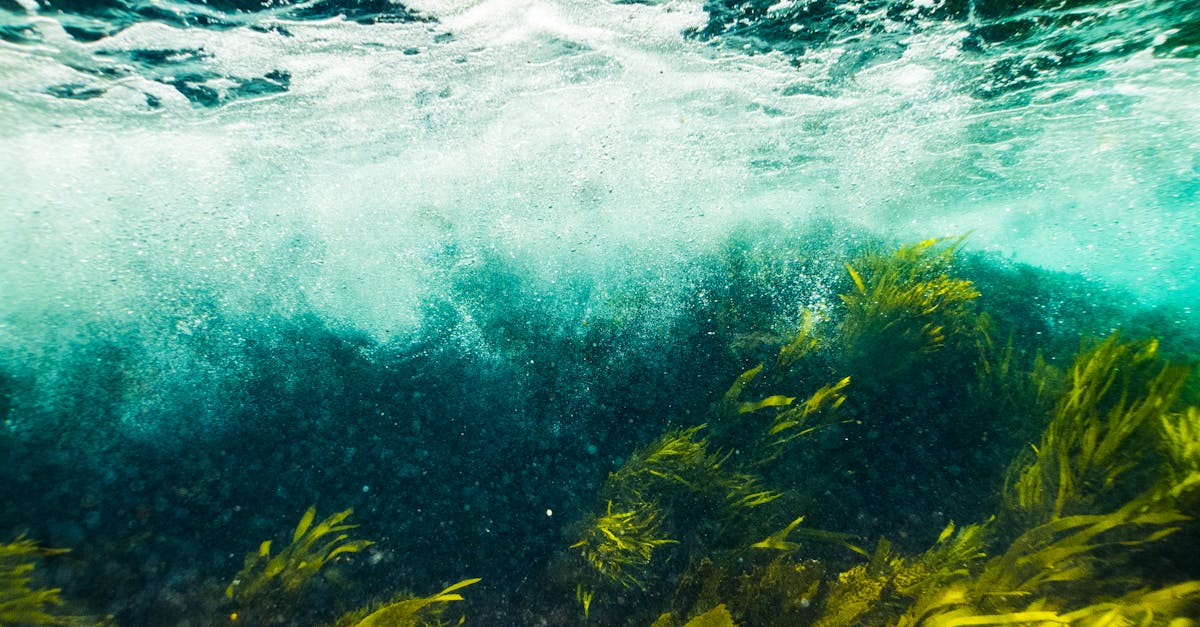 discover the benefits and uses of seaweed, a versatile marine plant rich in nutrients and essential for a healthy diet and sustainable living.