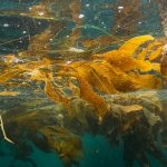 discover the amazing benefits and uses of seaweed, from nutrition to skincare and sustainable living.