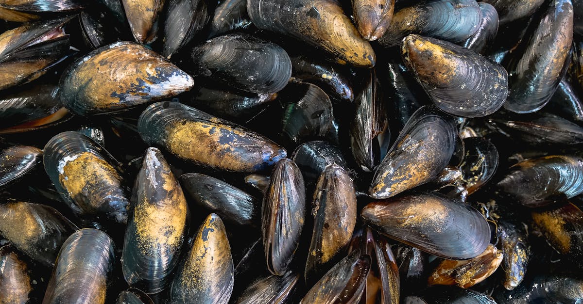 discover a wide variety of fresh and delicious shellfish, perfect for gourmet meals and healthy dining. explore recipes, nutritional benefits, and tips for preparing shellfish.